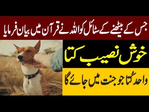 Lucky Dog that is mention in Quran . Why that dog will go Heaven
