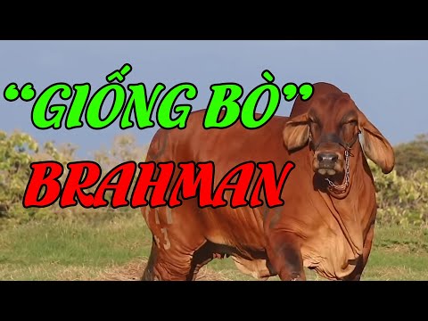 , title : 'Giống bò Brahman Giống Bò Thịt  To Nhất Tại Ấn Độ'
