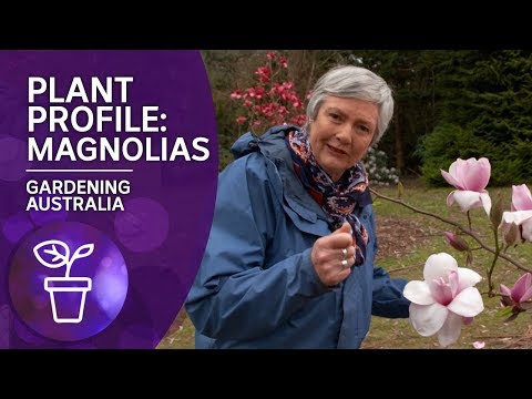 Plant Profile: Caring and Planting Magnolias