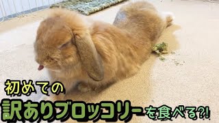 訳ありブロッコリーを…食べれない⁈たれ耳うさぎ【This broccoli is hardly eatable】【ロップイヤー】