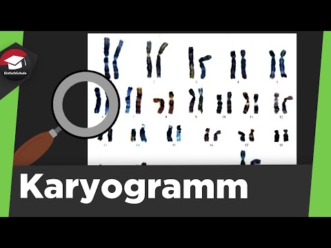 Karyogramm einfach erklärt