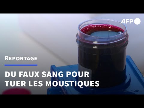 En Suède, des scientifiques créent un sang de synthèse pour tuer les moustiques | AFP