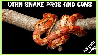 The Pros AND Cons of Having a Corn Snake as a Pet!