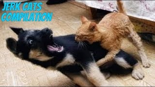 Jerk Cats Compilation