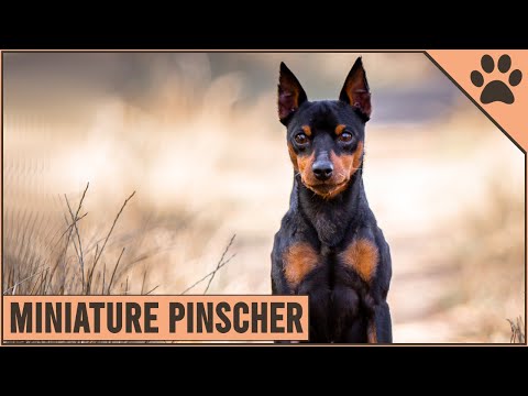 , title : 'Miniature Pinscher Dog Breed Information'