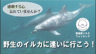 南島原イルカウォッチング