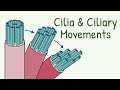Mechanism of Ciliary Movement || Structure of Cilia || How do Cilia Move? || Mucociliary Clearnace