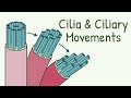 Mechanism Of Ciliary Movement Structure Of Cilia How Do Cilia Move Mucociliary Clearnace