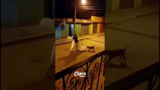 La llorona captada en cámaras #viralvideo