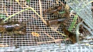 MUDBUGGIN,  Trapping Crayfish, Crawfish, Mudbugs, Crawdads