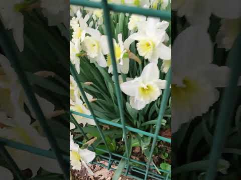 #spring #flowers #yellowand whitedaffodils