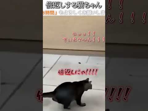 犬猫のおもしろ画像にツッコミどころ満載なアフレコしてみた＃383【倍返し】【ハプニング映像】#shorts　#アフレコ #面白動画