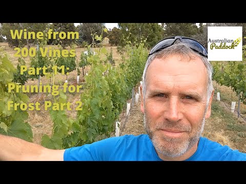 Wine from 200 Vines Part 11: Pruning for Frost Part 2