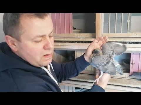 PTASI WYPAS- 11.04.21 konkurs z produktami Bugała Jet, wizyta w gołębniku po locie treningowym...