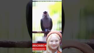 Download lagu Srigunting Gacor Isian Cililin & Gereja #cililingacor #sriguntingabuabugacor mp3 Download lagu Srigunting Gacor Isian Cililin & Gereja #cililingacor #sriguntingabuabugacor mp3