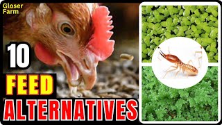 Download lagu Alternatif pakan ayam murah untuk pemula dan peternak unggas skala kecil. mp3