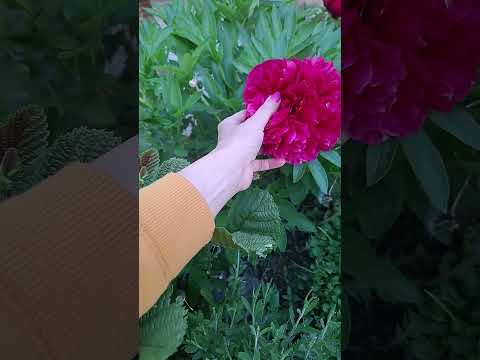 Tolle Farben,  bist du dir dessen Bewusst und gehst in die Dankbarkeit?