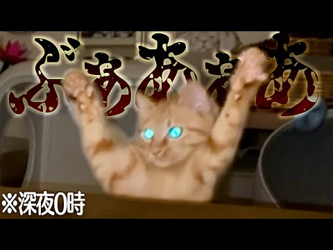 夜中になると暴れまくって飼い主を寝かせない猫たちに困ってます...。