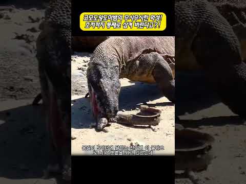 코모도왕도마뱀의 무시무시한 먹성! 호저까지 통째로 삼켜 버린다고?! #코모도왕도마뱀 #야생동물 #동물의세계