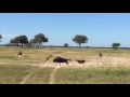 Lioness Swiftly Kills Wildebeest In Zimbabwe