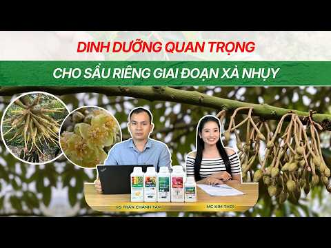  DINH DƯỠNG QUAN TRỌNG CHO SẦU RIÊNG GIAI ĐOẠN XẢ NHỤY