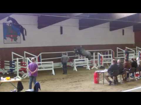 Holsteiner Hengst von New Quidam - Cristo *2014