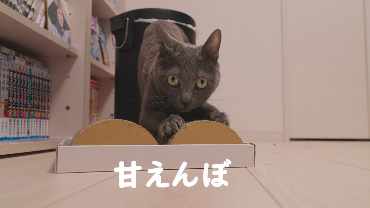 朝はパパに甘えたい猫と寝てる猫達