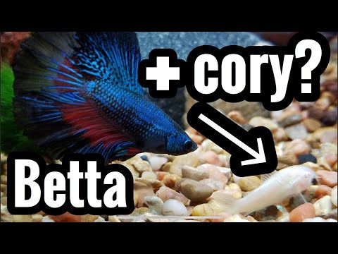 Pygmy Corydorus with Betta Fish?