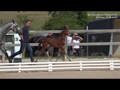 Fohlenmarkt Fronhofen - KN 16 Chaccos Son II - Valentino