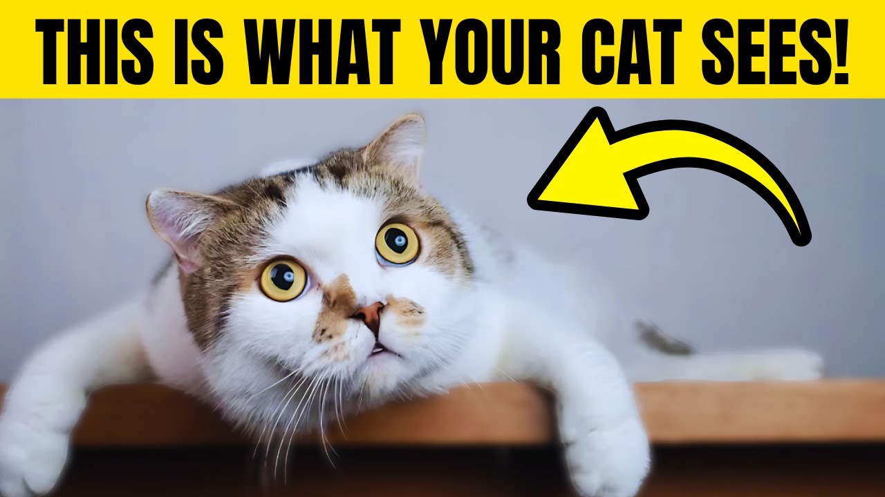 Your Cat Doesn’t See You as Human – Here’s What You Really Are to Them