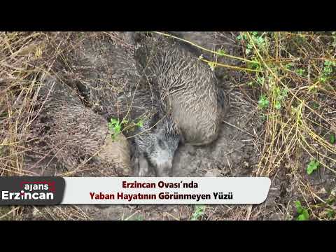 Erzincan Ovası’nda Yaban Hayatının Görünmeyen Yüzü