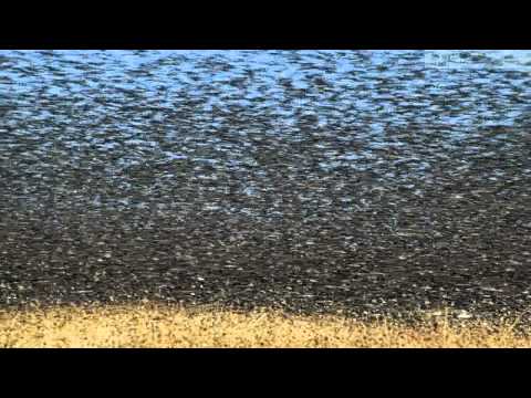 mixPlanet Earth E07 720p BluRay 2AUDIO x264 NsC