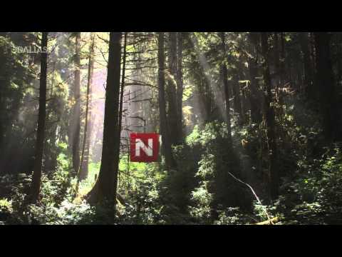 TVNorge Bumper/Stinger "Forrest" - Dallas Sthlm