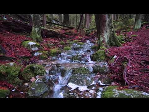 Relaxing River Sounds - Peaceful Forest River - 20 Min Long - HD 1080p - Nature Video - Fall Saleep