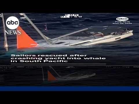 Sailors rescued after crashing yacht into whale in South Pacific