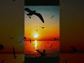 Telephone Manipol Bgm Nature Shortsfeed Whatsappstatus Trending Shorts