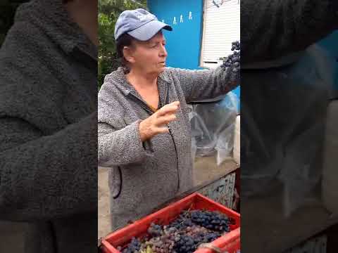 kvalitet  grozdje   za vino sovinjon hamburg i moldavija