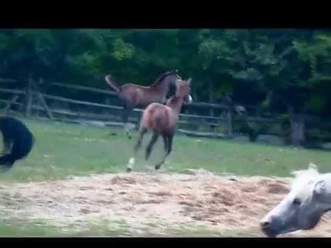 2012 Pure, Old World Polish Filly