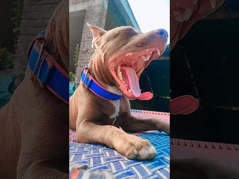 #dogbreed #automobile #dog #edit #animals #edits #pitbull #fight #supra #sigma #doberman liek 🥷🥰💕