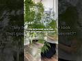 Asparagus fern: the ultimate fern dupe 🌿 #houseplants #ferns #plantcare