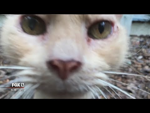Rescue lets senior cats live out their lives -- all 9 of them