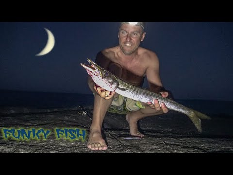 Barracudas came in the north. Chalkidiki Fishing...