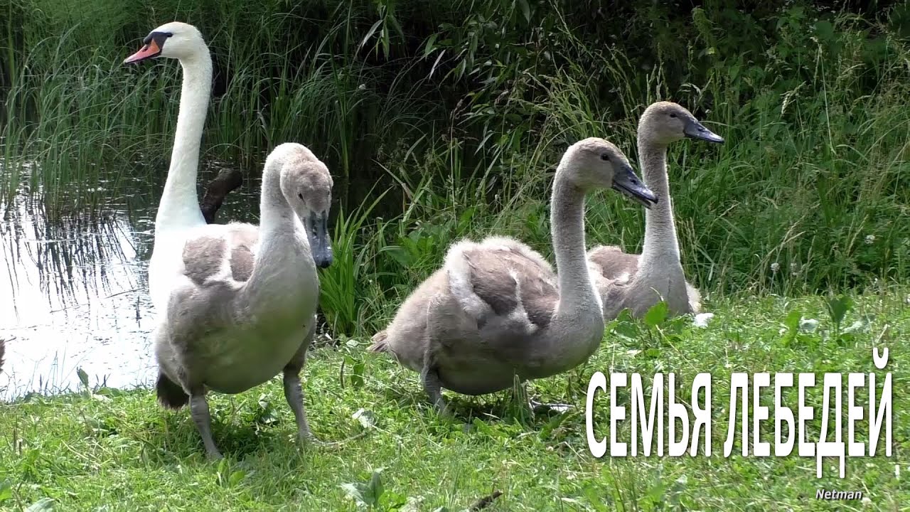 Лебеди (семья) — пара и детеныши (Водохранилище Вяча, Минский район, Беларусь)