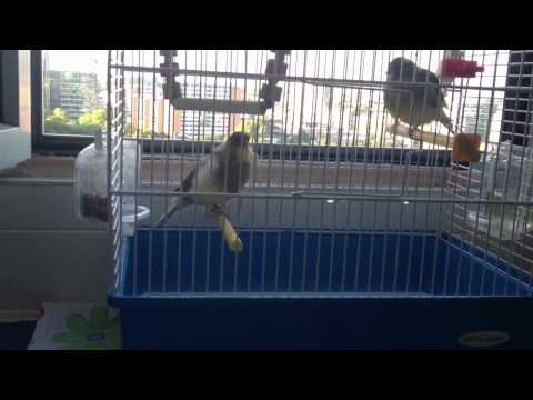 Male canary singing after his complete molting
