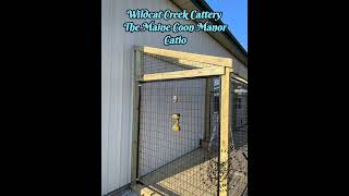Watch the Catio be built! Our Maine Coons love being outdoors, Rain or shine! #catio #mainecoon