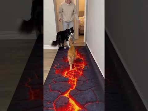 Who's the Smartest Pet?🏆  The cat that doesn't believe in fake lava VS A dog that protects its owne