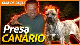Miniatura do vídeo