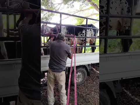 Ganadería en San Juan de rio coco Madriz nicaragua