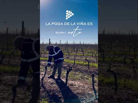 Es temporada de poda en los Cerros de San Juan #uruguay