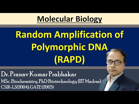 Random amplified polymorphic DNA (RAPD)